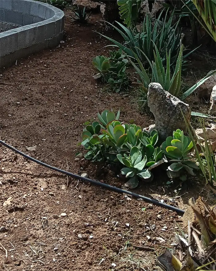 Arriate recién plantado con crasas y aloes, con la manguera del goteo ya puesta