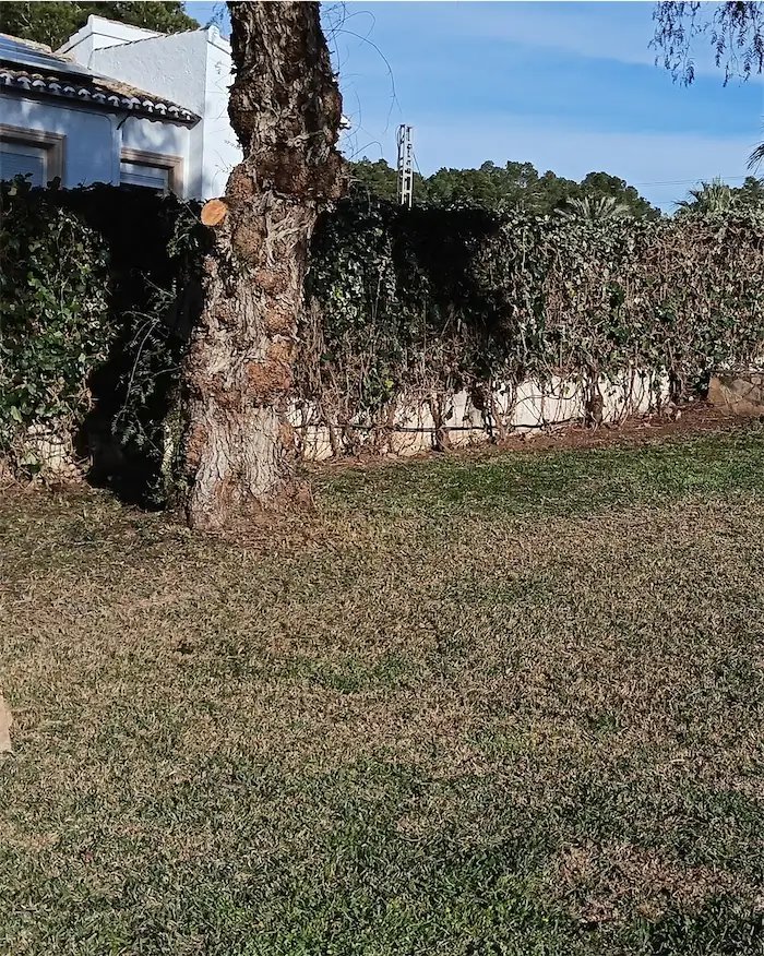El jardín el día de la visita: césped seco y setos tapados por la hiedra