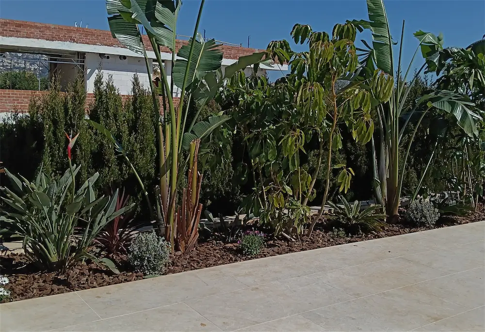Jardín con seto recortado y palmeras, en visita de mantenimiento