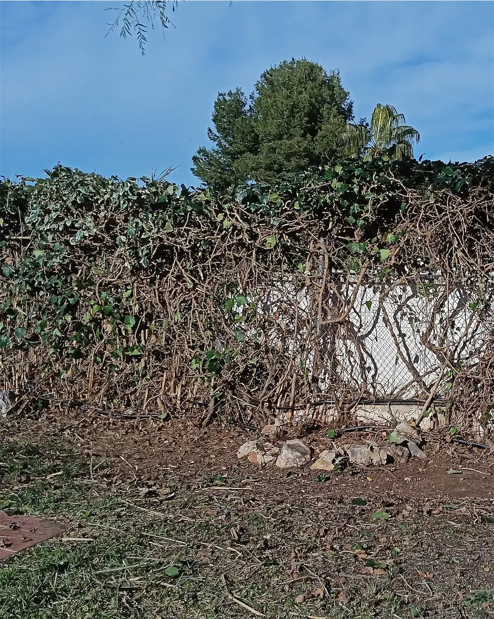 Muro de piedra seca con plantas mediterráneas encima